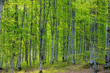 in a beech forest in spring - obrazy, fototapety, plakaty