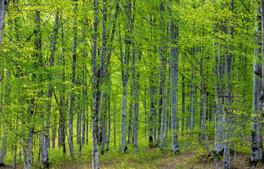 Landscape in a beech forest in spring