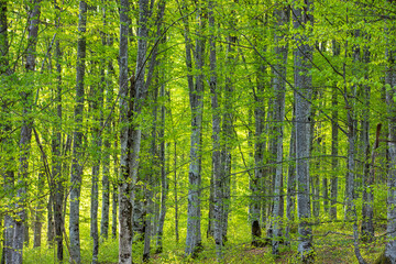 Landscape in green beech forest