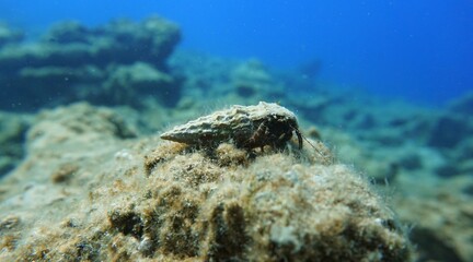Hermit crab in the Mediterranean Sea, blue underwater background