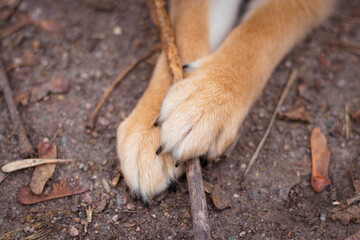 Paws of a Japanese Shiba Inu puppy. Beautiful red dog