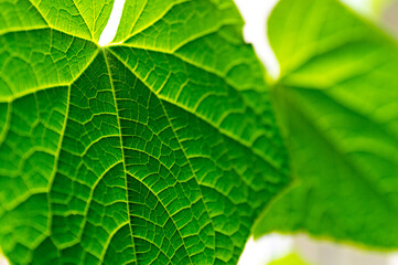 abstract background with cucumber leaves. Selective Focus