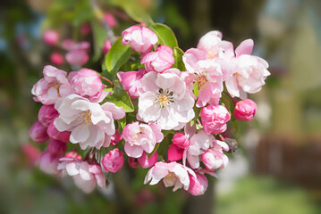 bunch of flowering apple blossoms