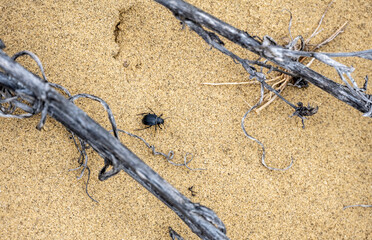 lizards inhabiting the sand dune in the mountains of Dagestan
