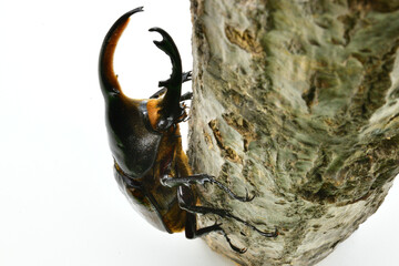 ヘラクレスオオカブト　リッキー
