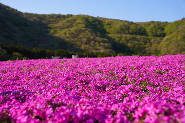 日本の山梨県　富士山麓の芝桜の公園から富士山を眺める