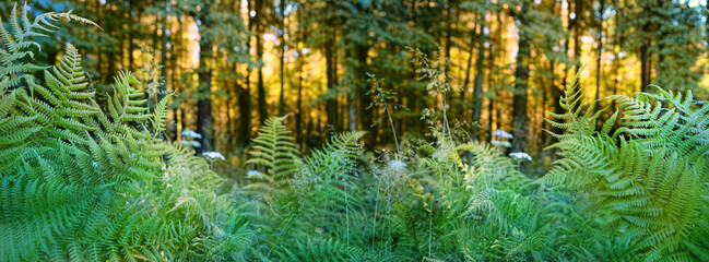 Obraz premium green fern leaves close up on abstract natural forest background. beautiful mysterious forest landscape with plants. Summer season. environment, Inspiration nature concept. banner