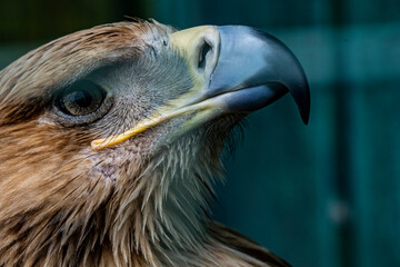 eagle head from the Dagestan mountains close-up