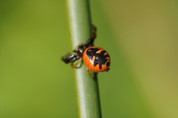 Napoleon Spider (Synema globosum)