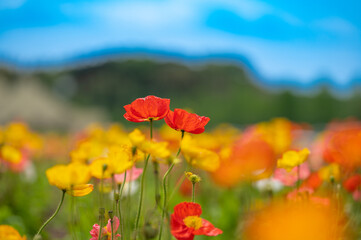 ポピーの花畑
