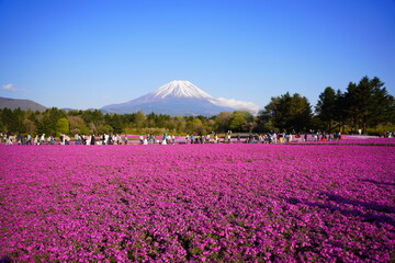 日本の山梨県　富士山麓の芝桜の公園から富士山を眺める