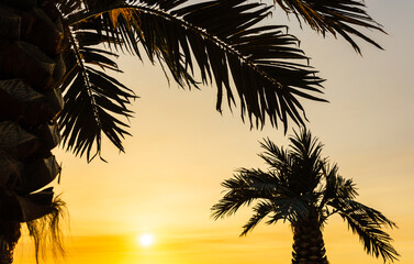 Palm leaves and sun, tropical beautiful sunset