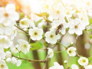 The bee sits on a flower of a bush blossoming cherry tree and pollinates him . Spring beautiful background.