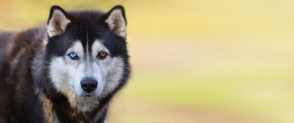 Beautiful Siberian Husky dog with blue and brown eyes on a background of blurry grass. Banner. Copy space for text