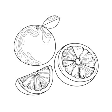 Line art orange on white background vector illustration.Orange whole and slices in abstract contour style.Black and white skets fruit,Trendy icon,emblem,logo,design © Ilonka eva