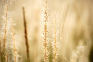 Fototapeta premium reeds flower