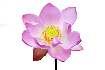 lotus flower