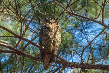 Obraz premium Great Horned Owl sitting in a tree