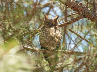 Great Horned Owl sitting in a tree
