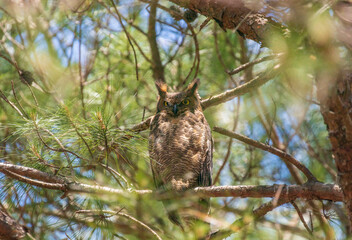Great Horned Owl sitting in a tree