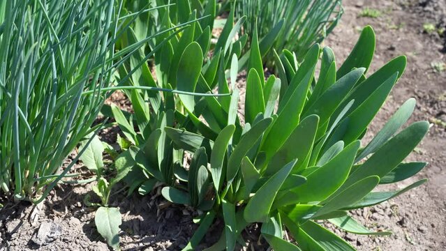 Allium nutans grows in the garden. green onions in the garden