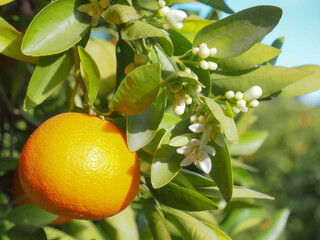 Valencian orange and orange blossoms. Spain. Spring harvest