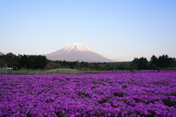 日本の山梨県　富士山麓の芝桜の公園と夕焼けの富士山