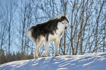 Fototapeta premium Cool beautiful husky dog running down a snowy slope in a sunny winter forest