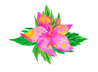 Pink hibiscus, flower with leaves, watercolor drawing isolated on white