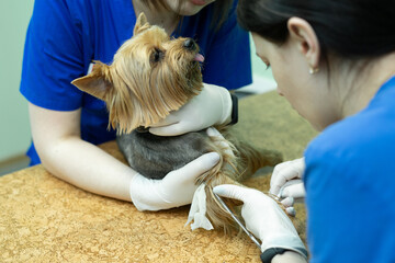 Vet puts a catheter on the dog at the veterinary clinic