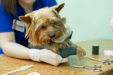Vet puts a catheter on the dog at the veterinary clinic