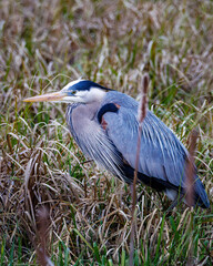 Great Blue Heron (Ardea herodias) standing in an uplands marsh during spring in Wisconsin. Selective focus, background blur and foreground blur

