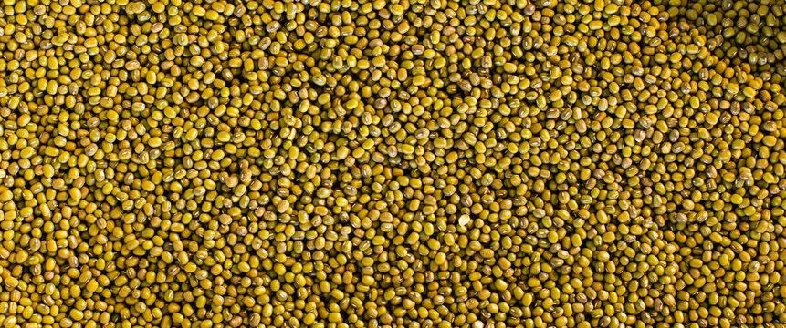Mung bean seeds food panoramic background, close-up