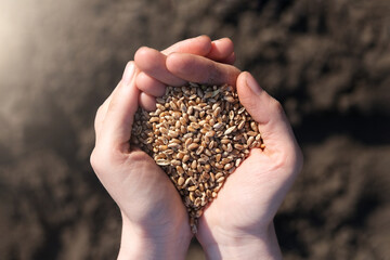 Palms full of wheats on a background of black earth. The concept of harvest, sowing company or agriculture.