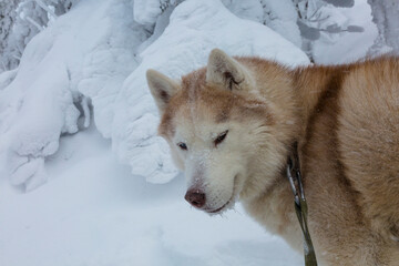 Close-up portrait of adorable siberian husky dog on the snow in the Carpathians mountains, Ukraine