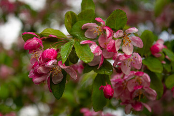 pink flowers