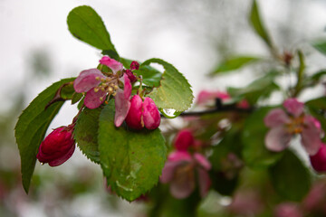 red apple blossom