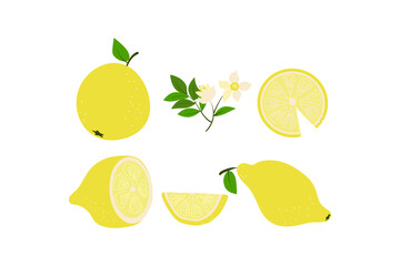 Set of lemons . Whole lemons and lemon wedges with leaves and flower. Vector illustration. Isolated background.