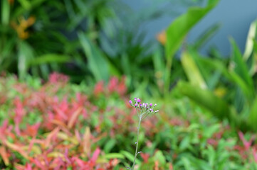 Closeup of Beautiful Many flowers of grass grow along the roadside with blurry background in the morning.