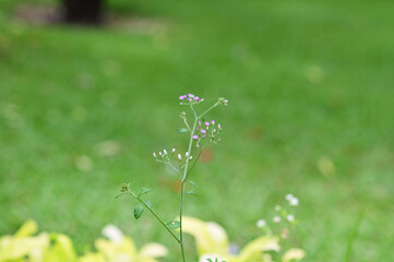 Closeup of Beautiful Many flowers of grass grow along the roadside with blurry background in the morning.