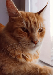 portrait of a cat