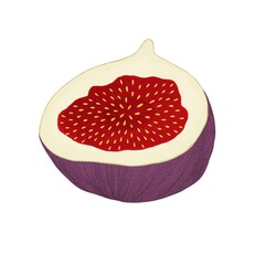Fig illustration on white background. Fruit. Design for recipes, menus, food shop and more.