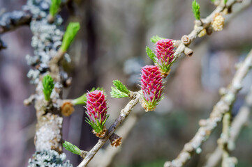 Spring Blossom Larch. Red buds on a coniferous tree.