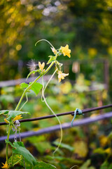 Green fresh cucumbers hang on a plant in the field. Growing vegetables in the garden