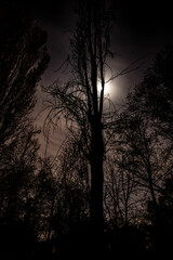 Naklejka premium night sky the moon view in forest