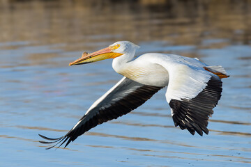 Fototapeta na wymiar Migratory birds in Colorado. American White Pelican in flight.