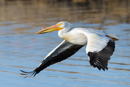 Migratory birds in Colorado. American White Pelican in flight.