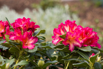 Blooming red rhododendron flowers in a garden