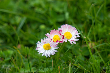 blooming daisies flowers in the garden