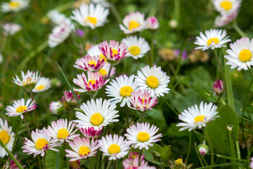 blooming daisies flowers in the garden